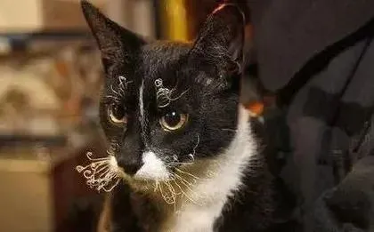 猫护｜冬天来了，猫咪一身毛，还会怕冷吗？