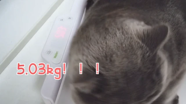 女子带蓝猫去做绝育，却被医生给拒绝了：这个手术暂时做不了