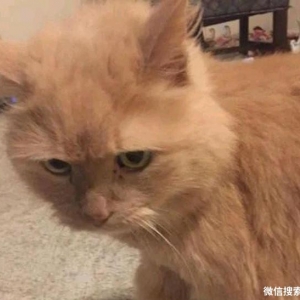 16岁的橘猫被抛弃，一生几乎“奉献”给主人，老无所依却没人要！