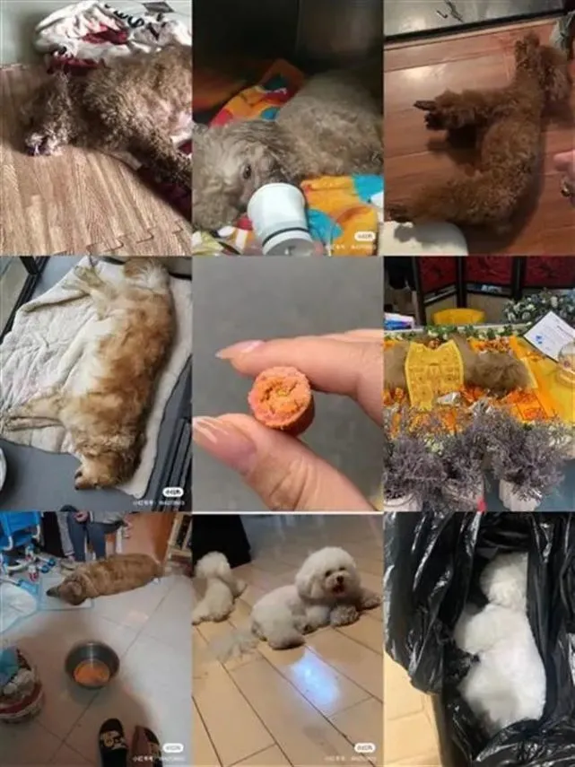 什么情况？金毛犬“失宠”后拴楼道不给吃喝，邻居喂还被主人警告