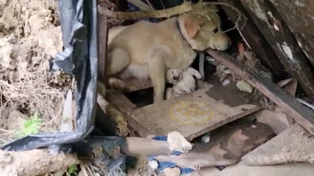 被主人抛弃的狗狗，痛失幼犬后，它守着离世的小狗继续等待主人