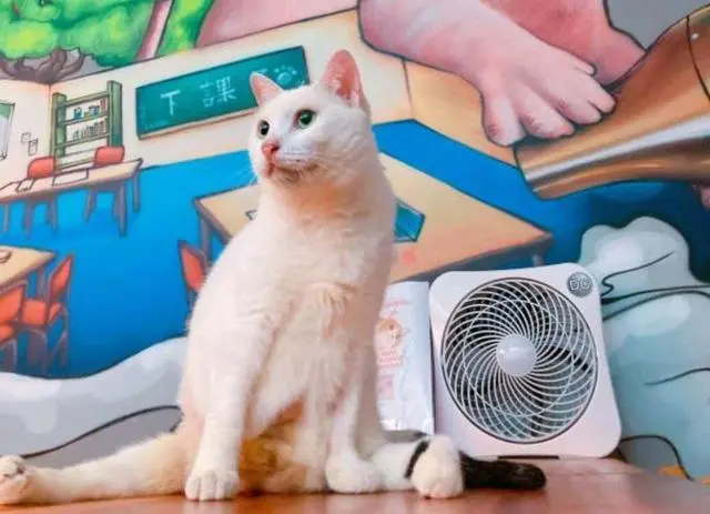 流浪猫蹲在店门口，女孩只是过去打招呼，却被猫咪“坑了”一辈子