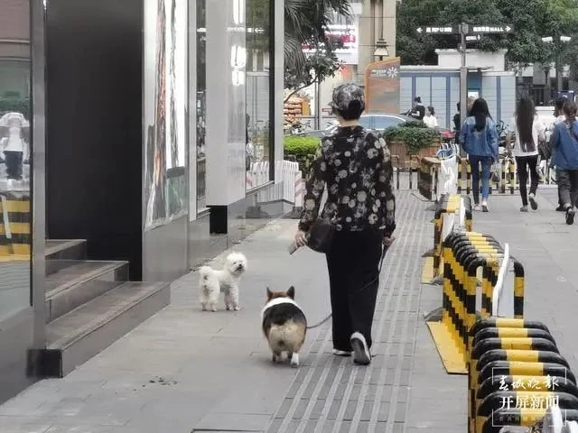 冲上热搜！昆明一宠物狗被撞进出租车保险杠！狗主人负全责还要赔钱