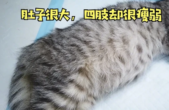 猫咪精神状态很差，送医院后发现是重症：你愿意为喵花钱治疗吗？