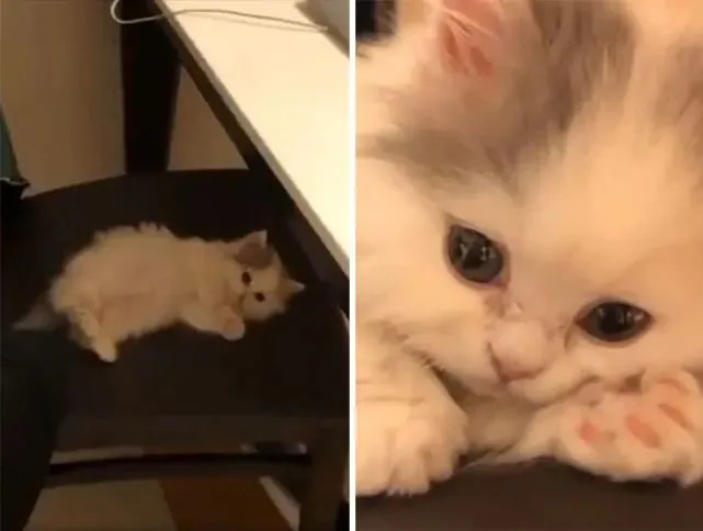 一组小奶猫的萌照：哪只小猫咪最能萌化你的心？