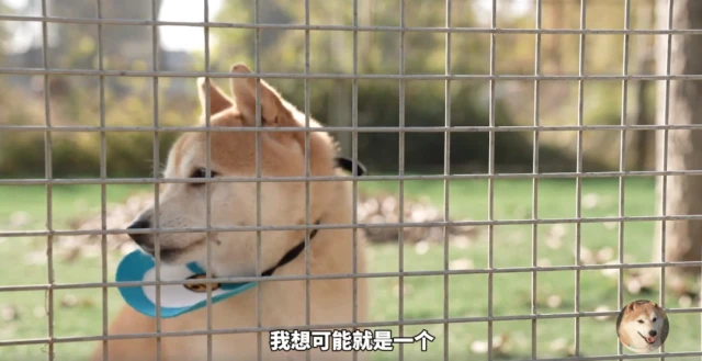 狗生艰难！网红柴犬登登再次“卖身还债”，500元起