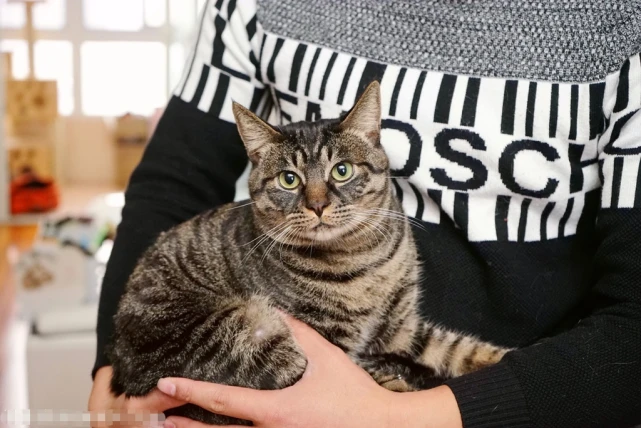 每天了解一种猫—狸花猫
