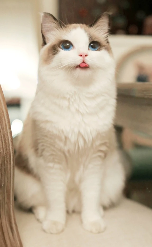 猫有哪些趣闻？
