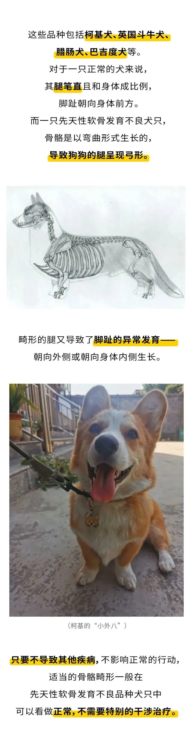 柯基的致命弱点：“短腿汪”的可爱是用疾病风险换来的！