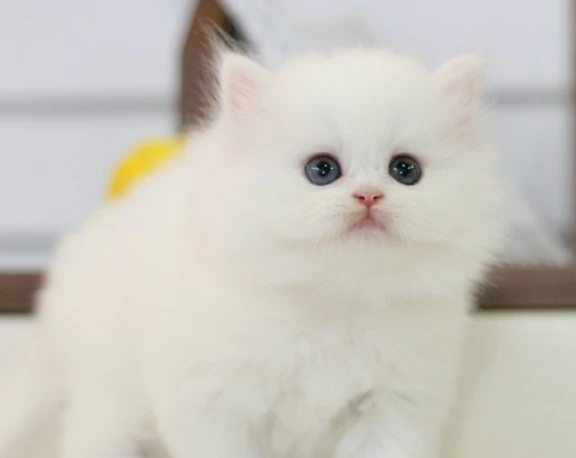 可爱的波斯猫为什么总是舔毛呢？