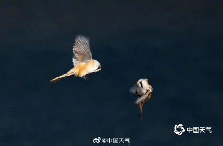 萌萌哒！黑龙江大庆文须雀灵动可爱