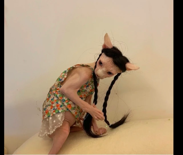 给无毛猫戴上假发穿上裙子，有种小精灵的既视感，阿凡达来了吗？