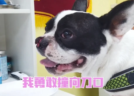 法斗鼻子被刀砍成2半，赶紧送去医院治疗，了解原因后：真勇敢啊
