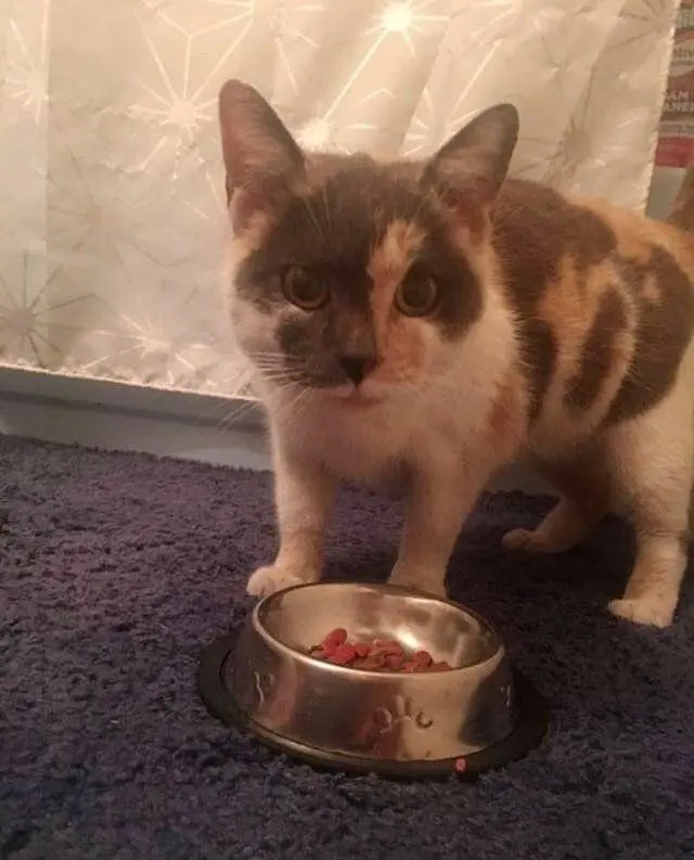 怀孕猫妈妈敲门喊“救命”，女孩问它干嘛淘气，猫：我快要生了！