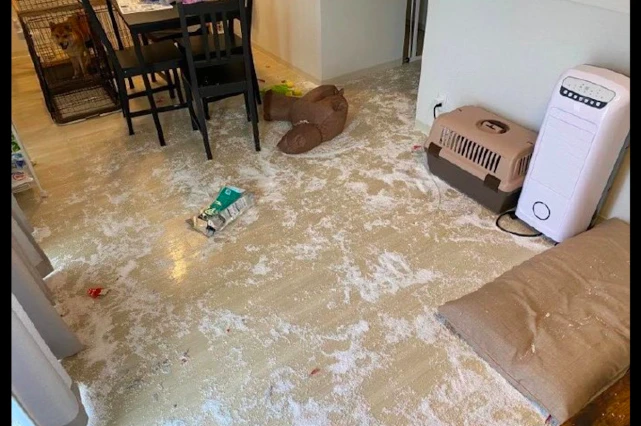 网友忘记把狗关在笼子里了，回来后还以为家里进了贼，重装修了？