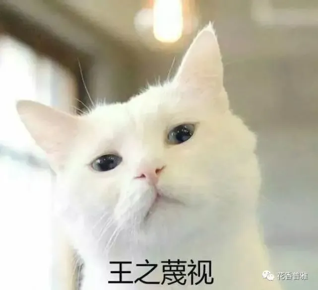 你养了一只“白眼猫”？猫咪真的不在乎主人吗？
