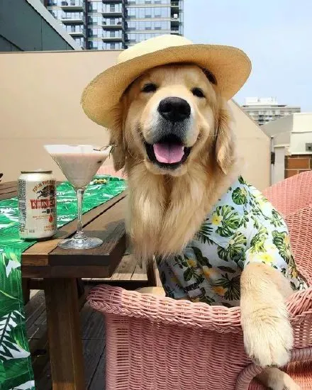 一只超级漂亮的金毛，这颜值逆天了！