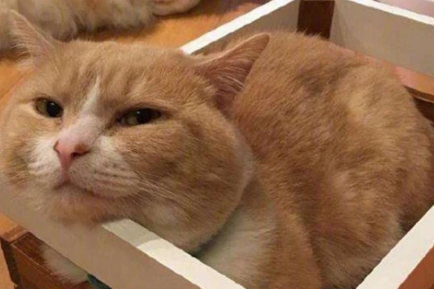 旺家猫的特点，你家的猫有吗？