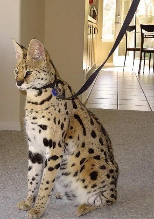 十五种最贵的宠物猫