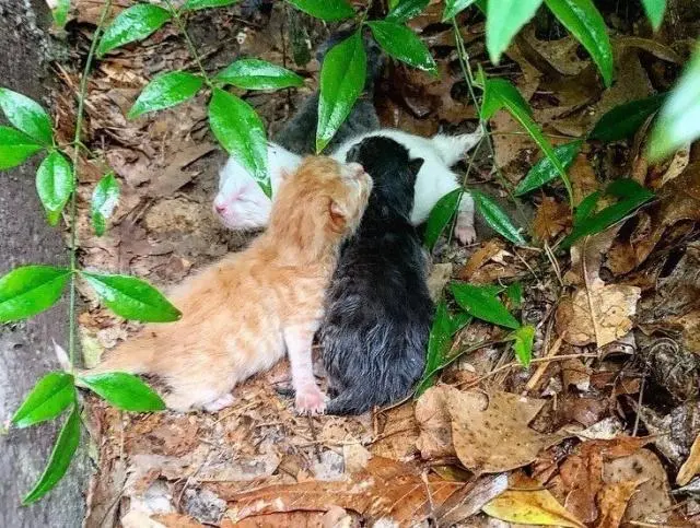 流浪猫每天向女孩讨食，却不当面吃，女孩好奇跟踪，才知背后心酸