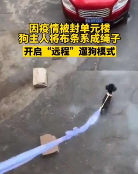 小区封闭主人巧用布条“远程遛狗”：原地转圈圈，还能上厕所