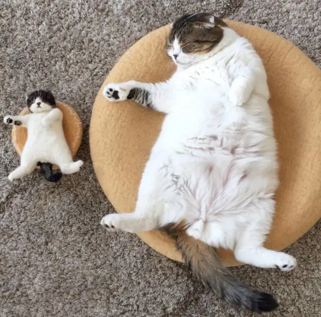 主人做了一只小猫，和家里的大猫一模一样，萌到炸！