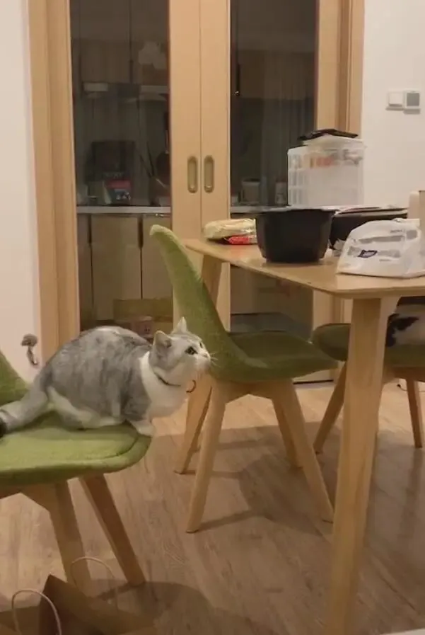 猫咪惦记桌子上的食物，跳上去发生意外，网友：小短腿的忧伤！