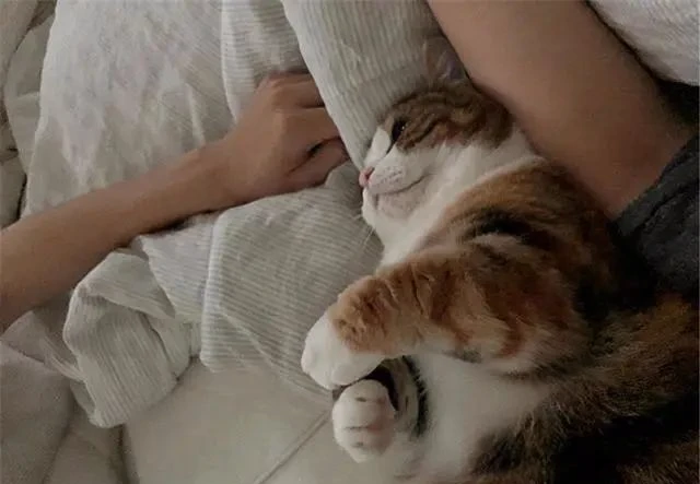 猫咪喜欢挨着主人睡，只是为了暖和？其实原因不简单呢