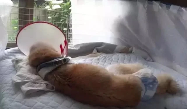 泪目！狗狗离世时，请一定不要做这件事！