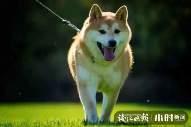 16万元！卖身抵债的“网红狗狗”成交，它的新主人是谁？