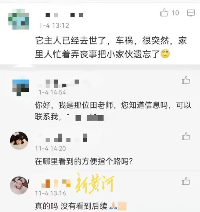 “济南版忠犬八公”冲上热搜：两个济南人的爱心接力