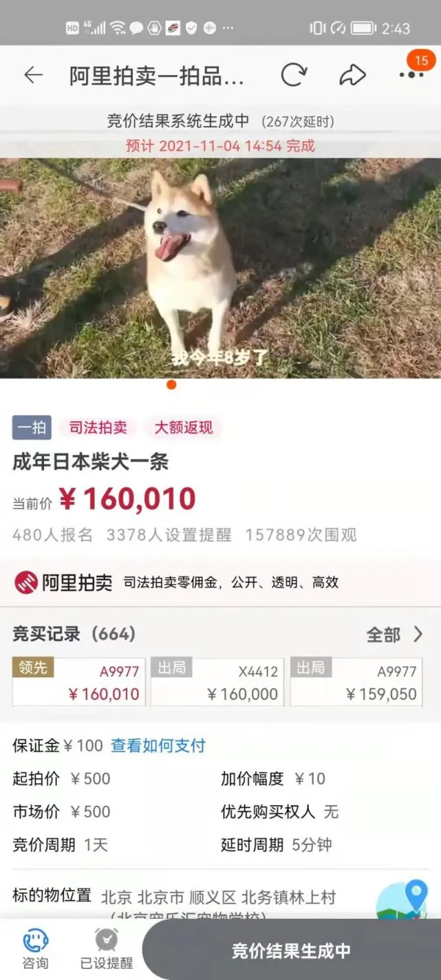 160010元！网红柴犬“登登”被成功拍走