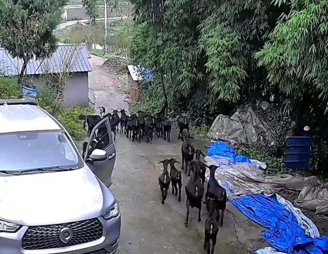 成精了！重庆一男子卖羊被牧羊犬察觉，立马吠叫召集羊群“跑路”