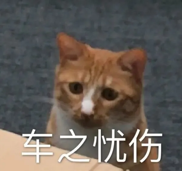 猫咪为啥总是喵喵叫讨食？明明碗里还有粮！