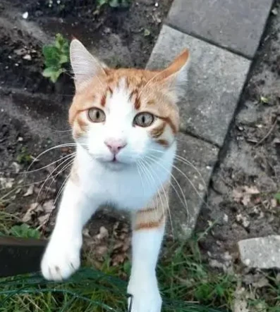 流浪猫来到家里预示着什么呢？