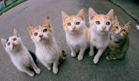 自称“流浪猫入殓员”的演员张译养了七只猫，背后的故事让人潸然泪下