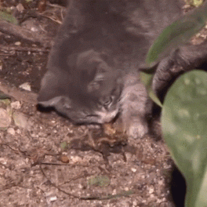泪目！小猫把捡到的肉叼给已死的妈妈，自己胃里却全是石头……