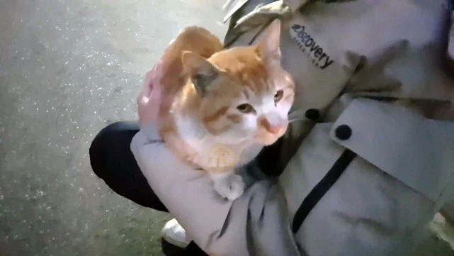 外出偶遇流浪橘猫，对人类紧追不舍，面对食物，它边吃边流泪