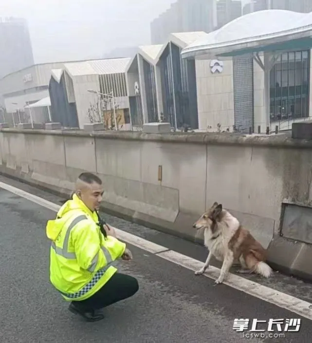 牧羊犬误入万家丽高架，急寻“铲屎官”