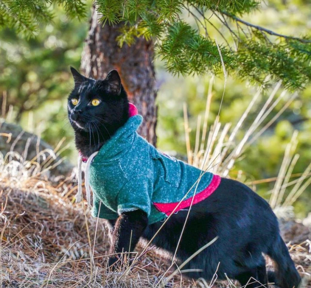羡慕了！国外网友旅行时捡到一只流浪猫，猫咪从此开始环游世界