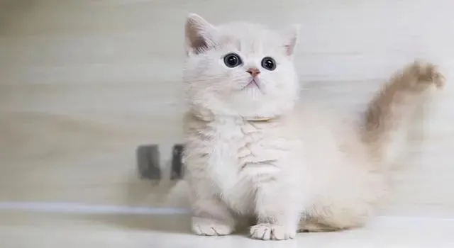 “买猫一时爽，养猫火葬场”的几种猫，新手必看！别盲目入手