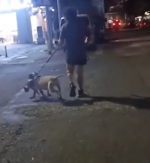 过分！广东一女子发现流浪猫被狗咬住，一路恳求狗主人施救遭无视