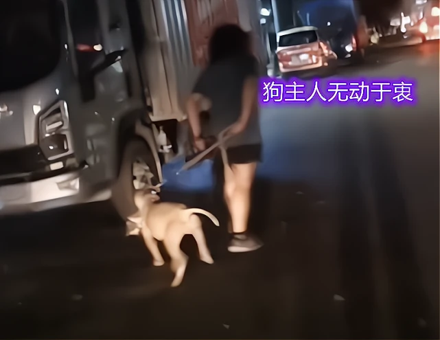 太狠心！深圳一男子放任自家狗狗咬流浪猫，爱心人士劝说也不听