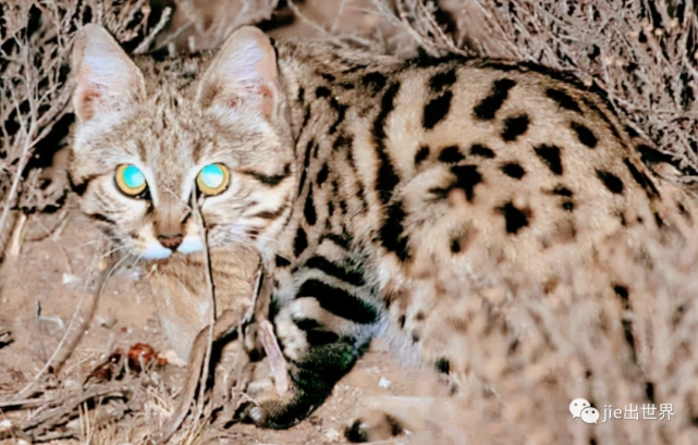 被全世界禁养的猫！长相虽然可爱，却是名副其实的杀戮机器！