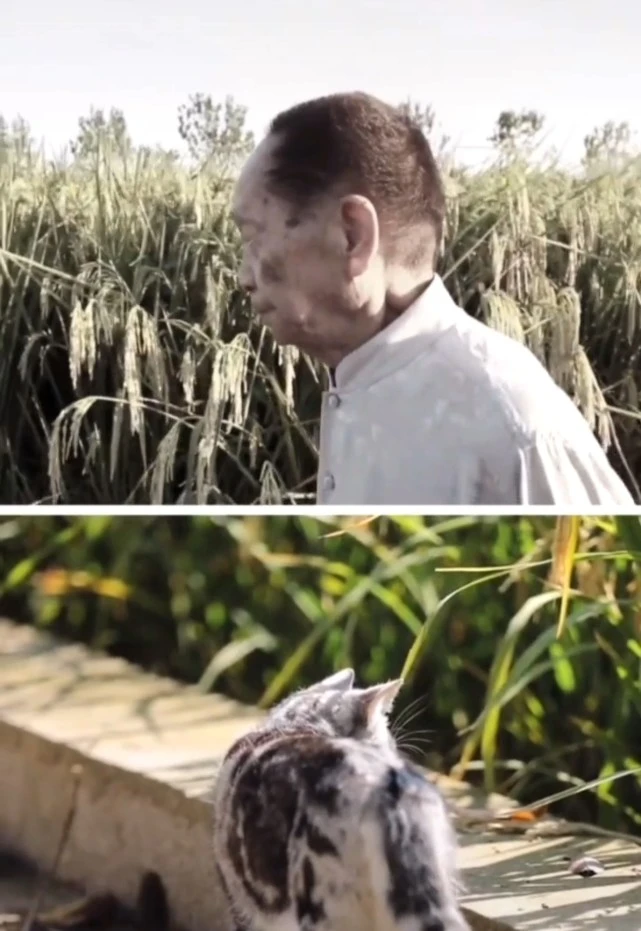 袁隆平爷爷离开160天后，生前喂养的猫咪花花，依旧在等爷爷回家