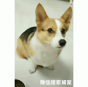柯基不想吃碗里的狗粮，主人看出了心思，于是……