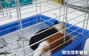 2位大叔拎着笼子来医院，里面装着荷兰猪：反差感也太大了吧？