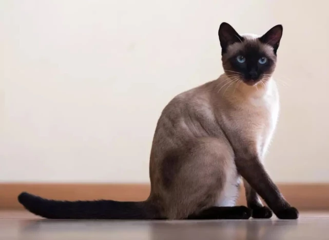 每天了解一种猫—暹罗猫