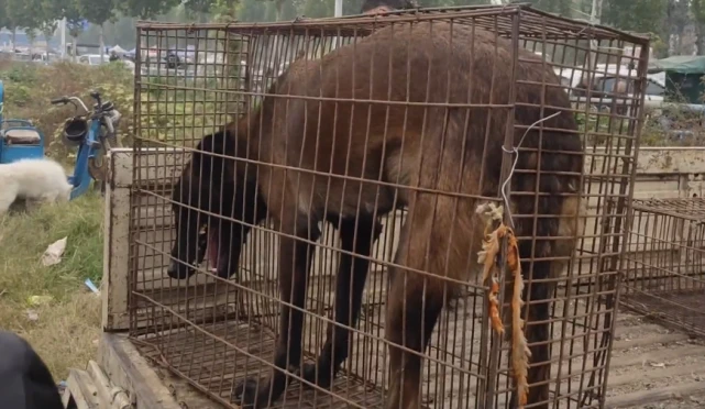 怀孕马犬狗肉车上瑟瑟发抖，小伙花800解救，狗贩：这有小狗！