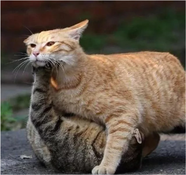 猫咬人一般在什么情况下！
